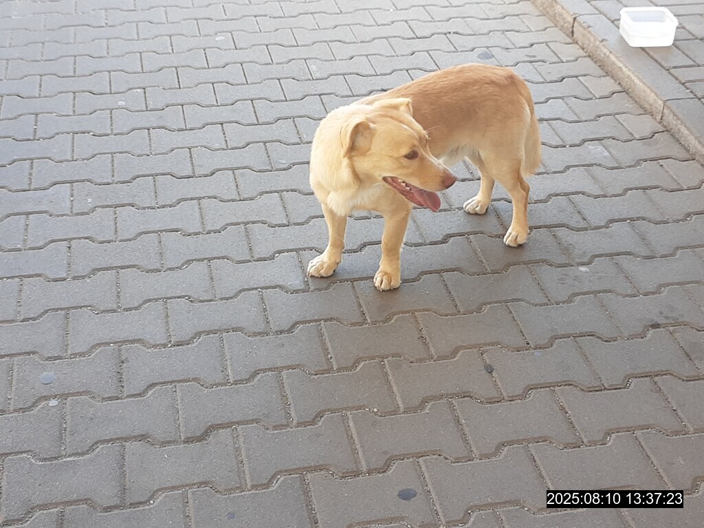Opustený pes