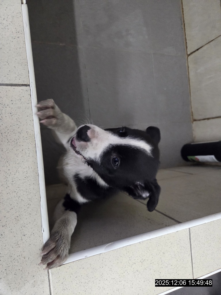 Opustené šteniatko