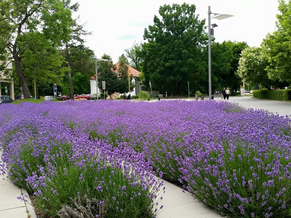 Rozkvitnuté Košice