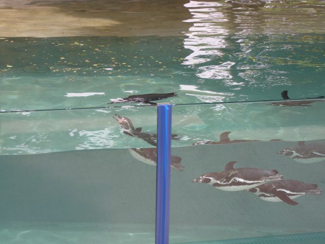 Vonkajší presklený bazén
