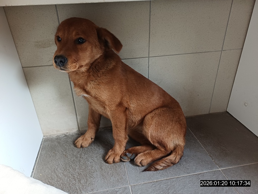 Opustené šteniatko