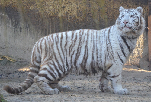 Vzácny biely tiger Salim