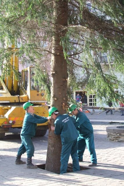 Pracovníci Mestských lesov v poslednej fáze ukotvenia stromu
