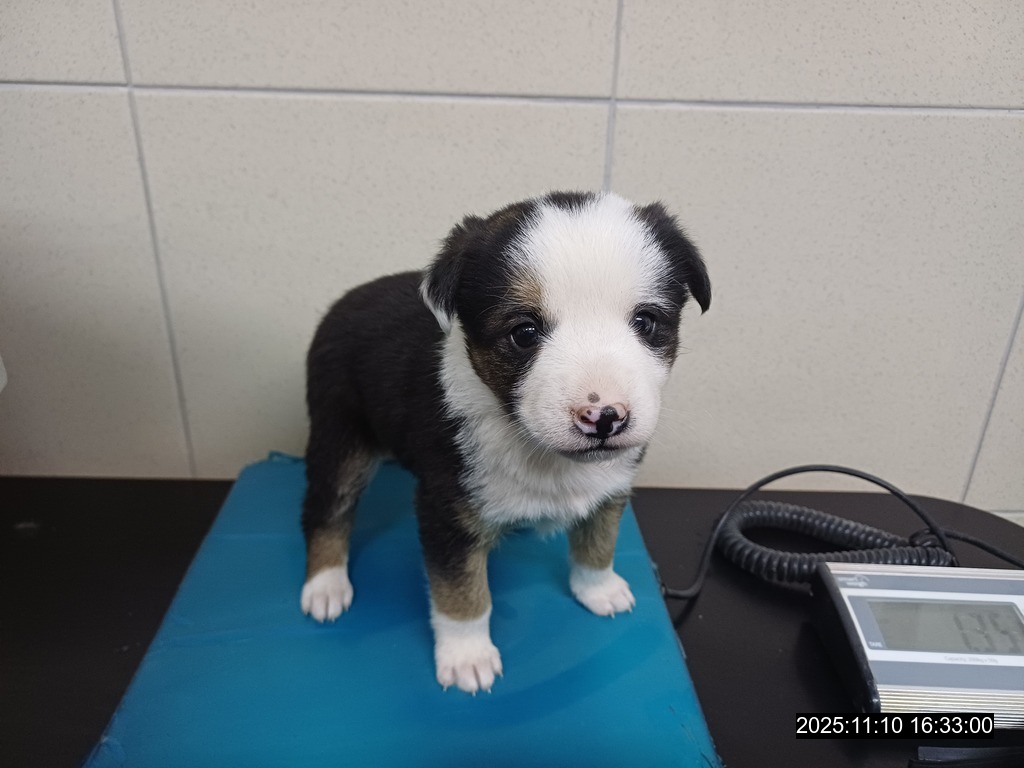 opustené šteniatko