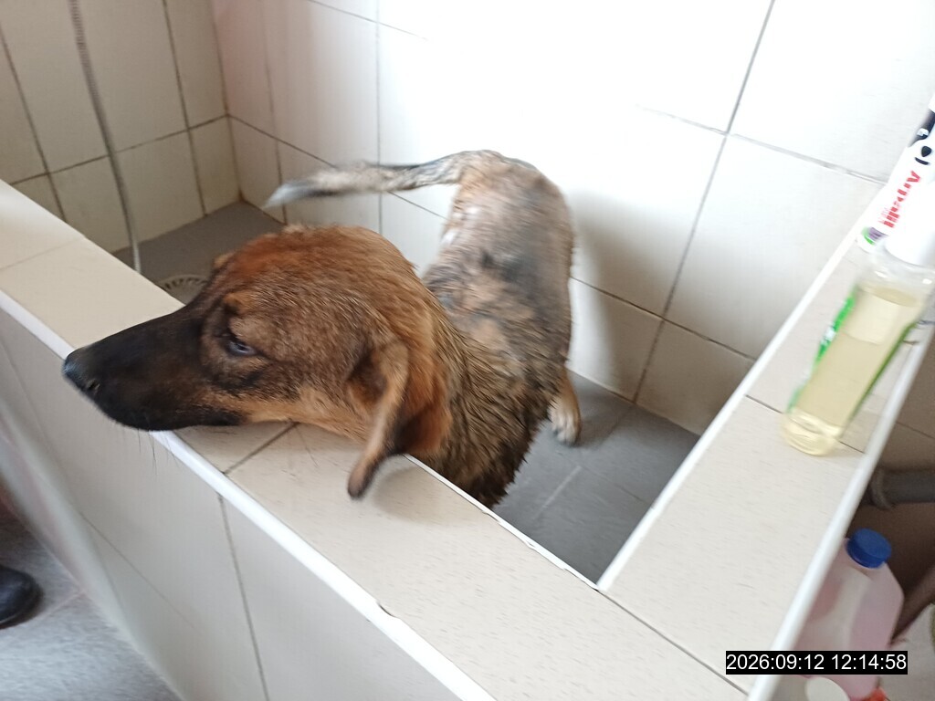 Opustený pes