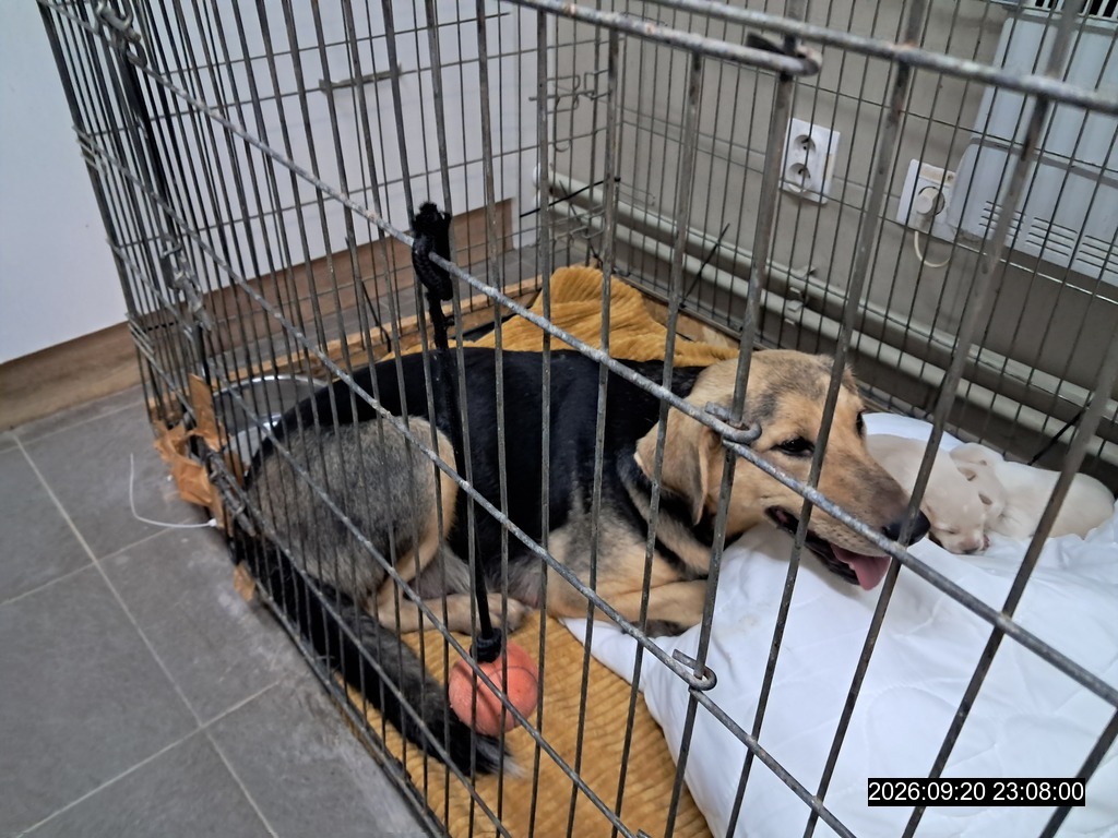 Opustený pes