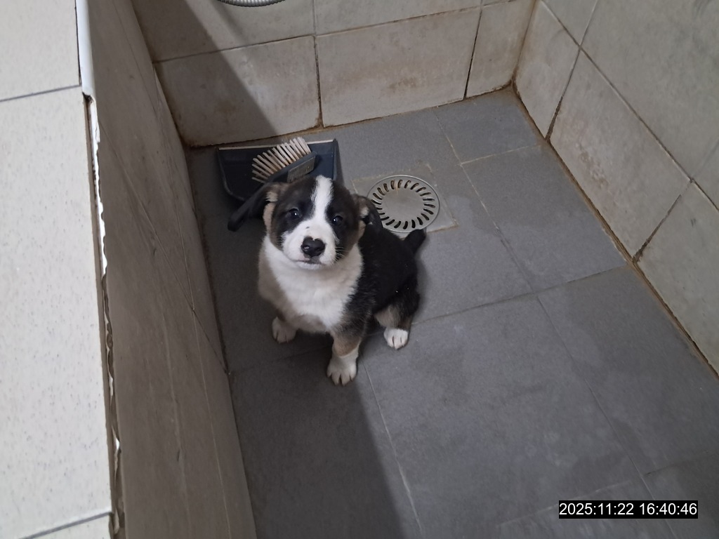 Opustené šteniatko