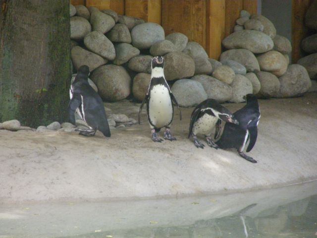 Tučniaky naberajú stratenú kondíciu