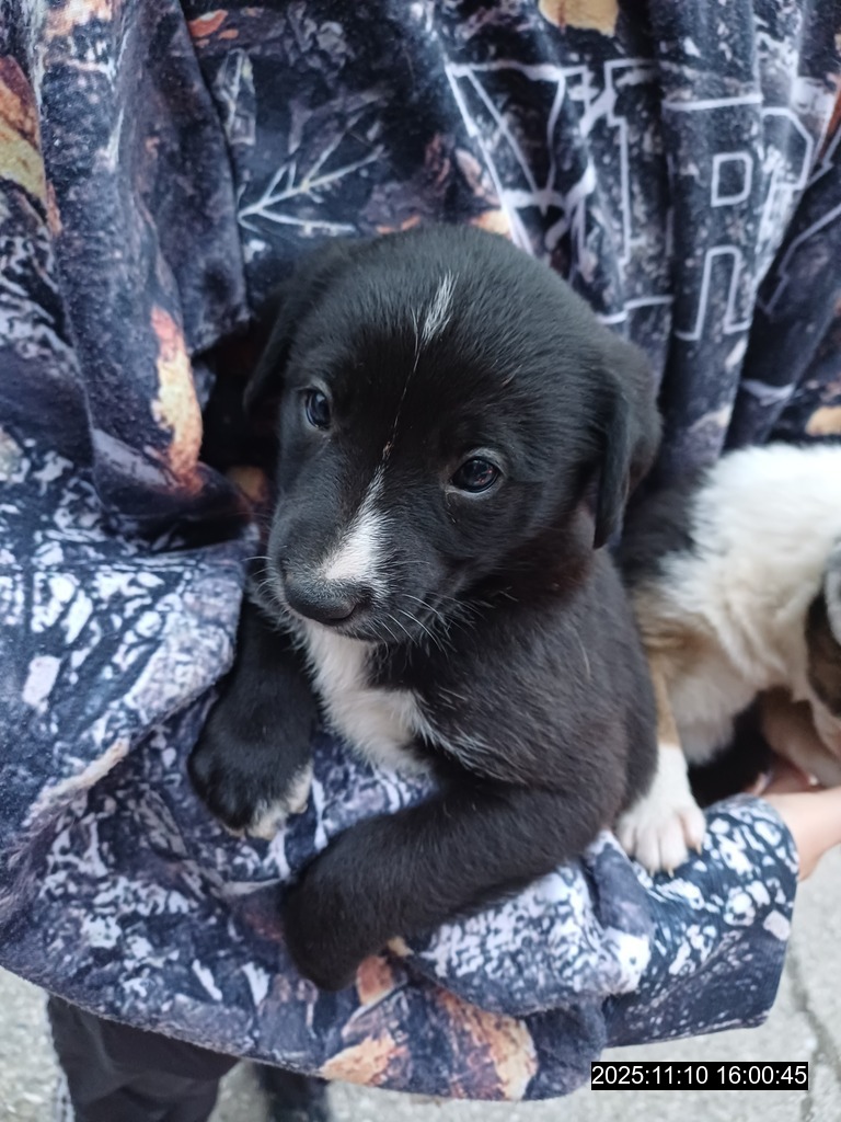 opustené šteniatko