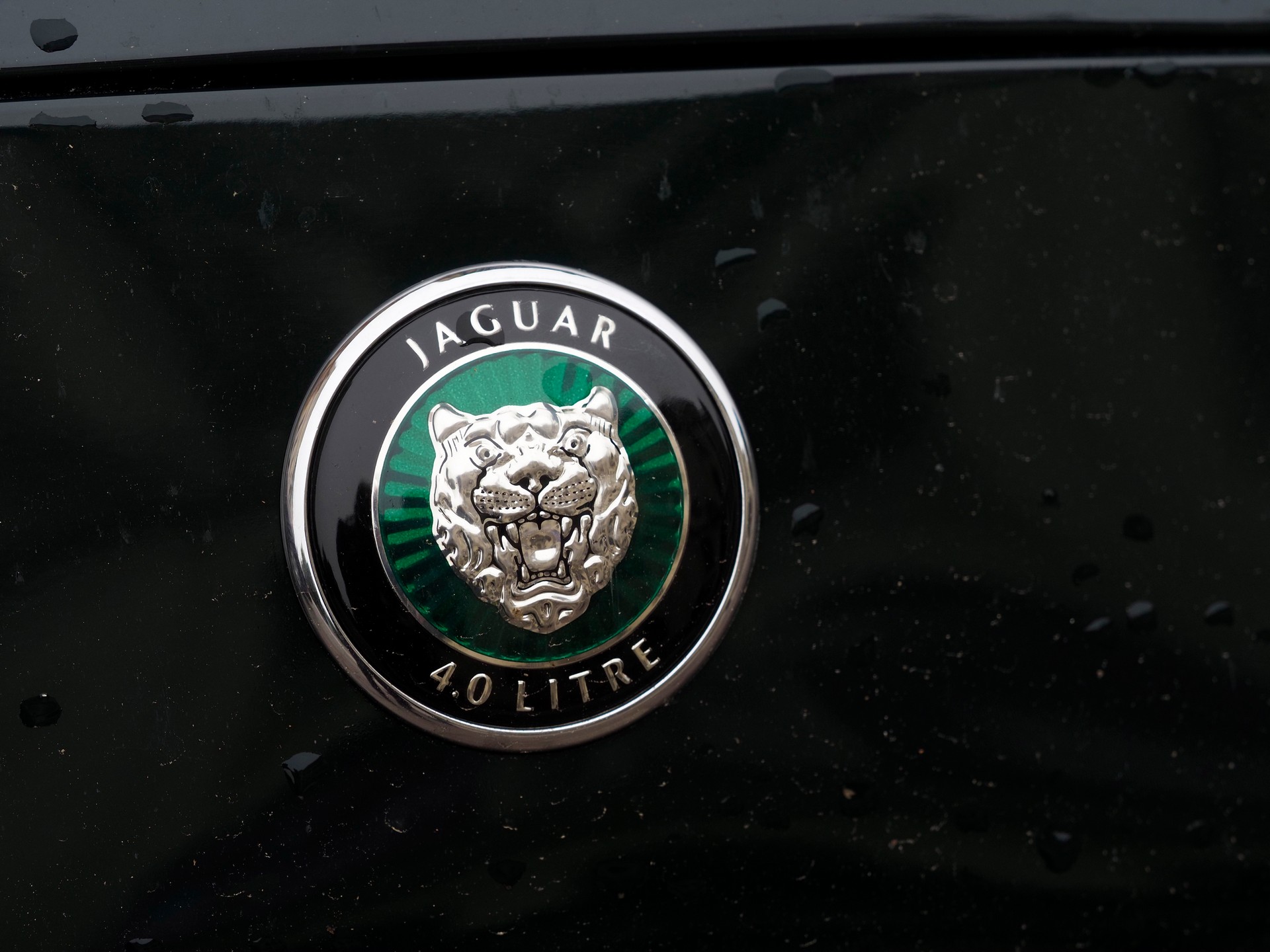 Jaguar8