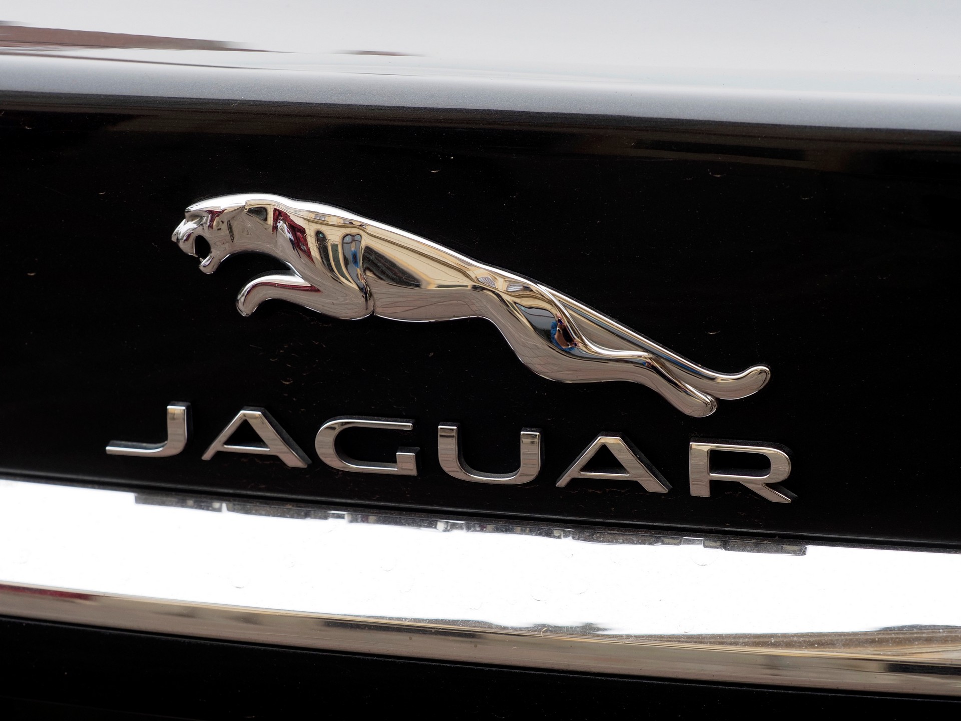 Jaguar49